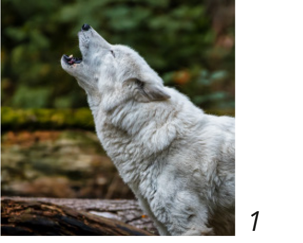 Wolve is howling