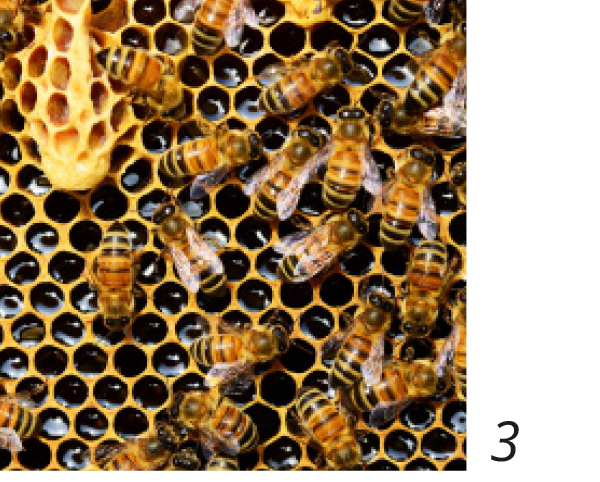 Bees in a beehive